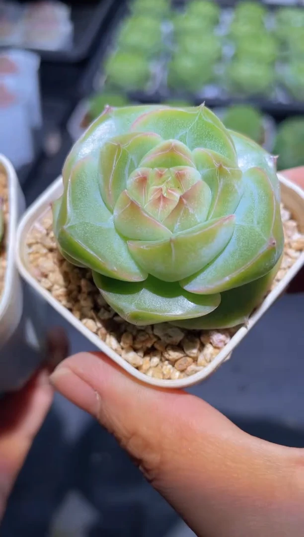 417冰瓷量拍发一颗