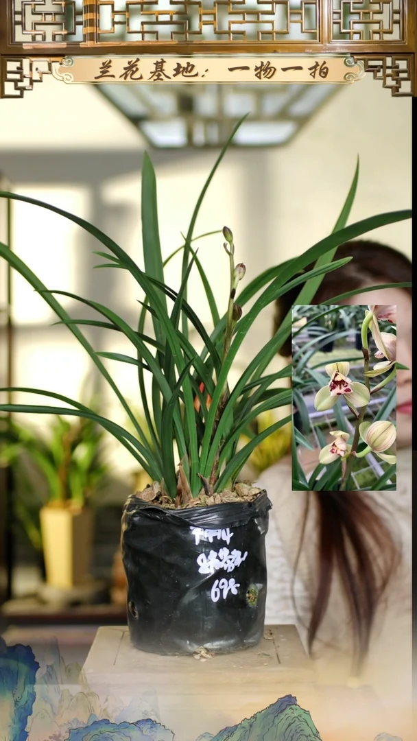 全部花苞祥荷8苗带花苞