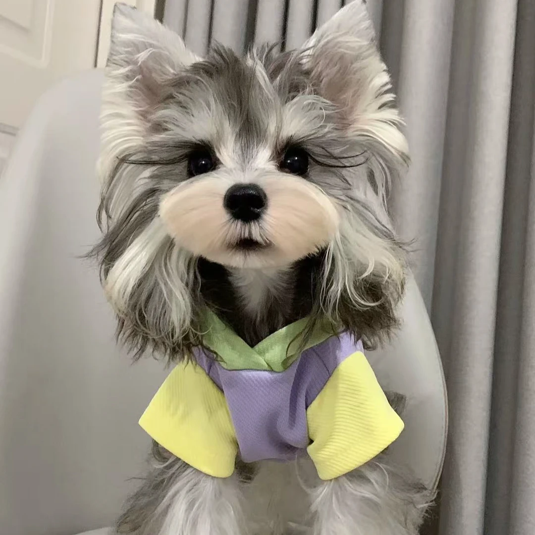 柚家•雪纳瑞《活体专用幼犬链接》