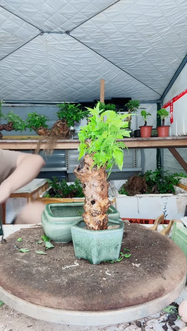 完全开放（编号：06）（价格：8.8）黄荆盆景到手一颗