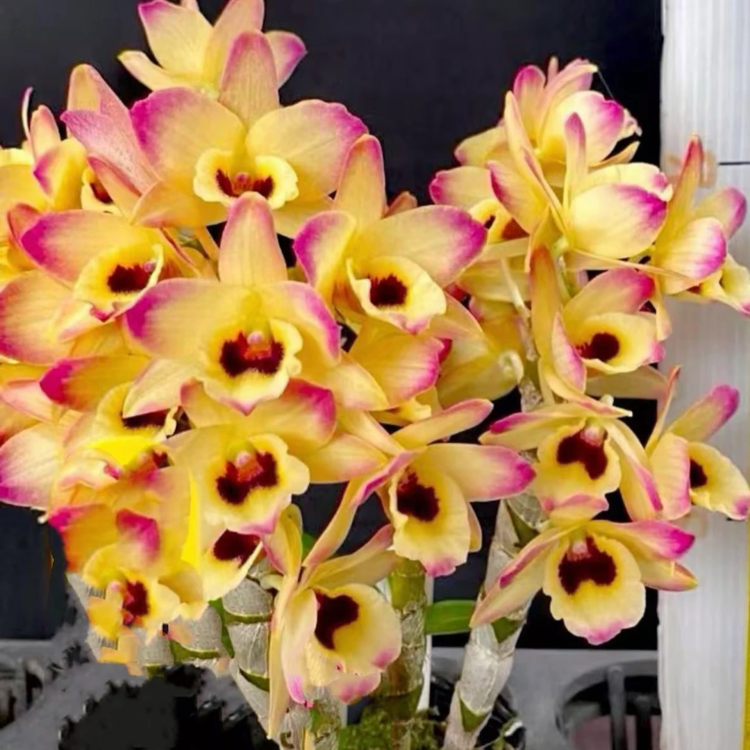 【云岭精选】山本兰园进口春石斛兰（太阳神）Den. Golden Age