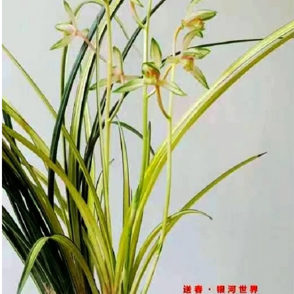 㸑乡 （莲瓣 .豆瓣）红霞素 碧龙红素（以实物为准）