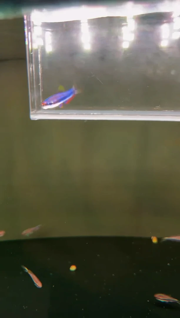 灯科鱼超级DY*1（蒙眼）