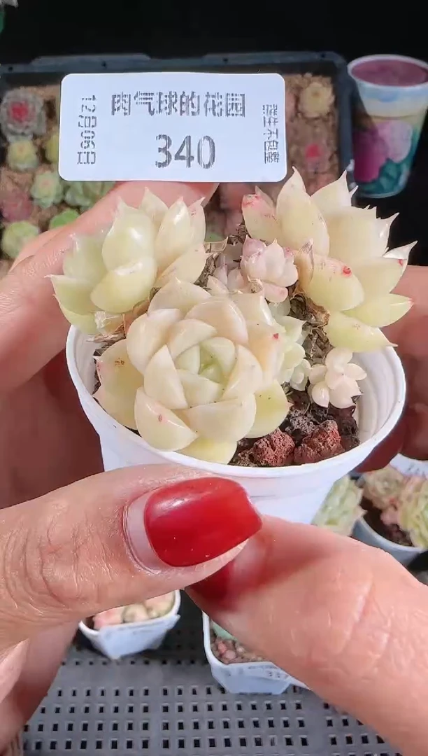 1206-340多肉群生不包整