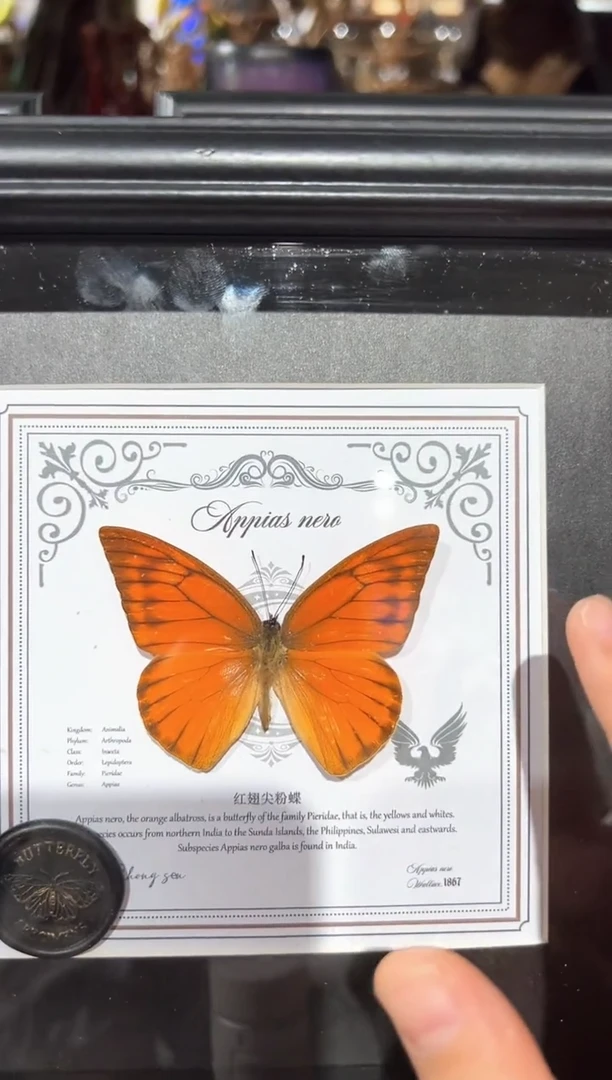 红赤尖盲盒斑-7寸框