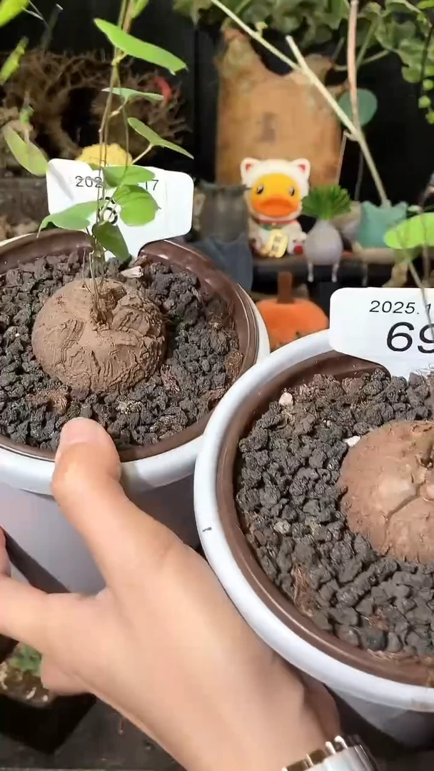 69号1017福利特价南非龟甲龙套餐