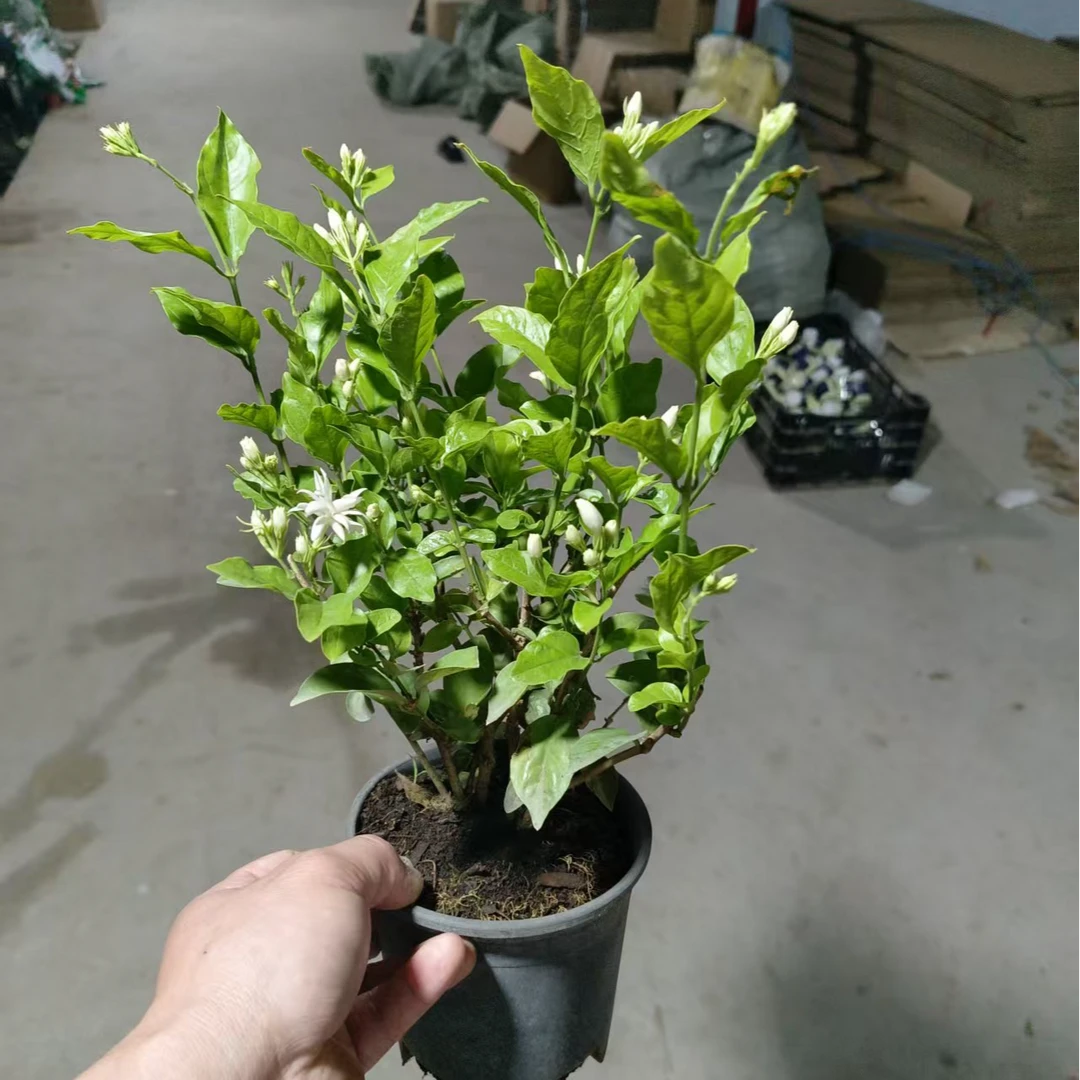 重瓣笔尖茉莉 四季开花浓香型重瓣茉莉花