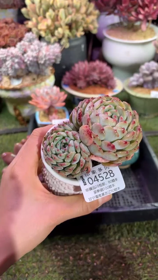 【闪购商品】04528脱土带盆