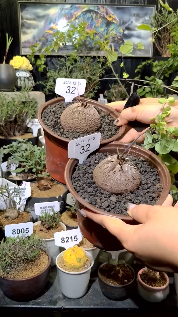 32号1214福利南非龟甲龙买一送一