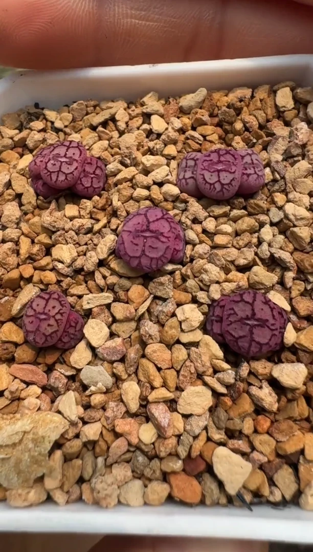 疯狂的多肉石头803·Y661杂交一颗