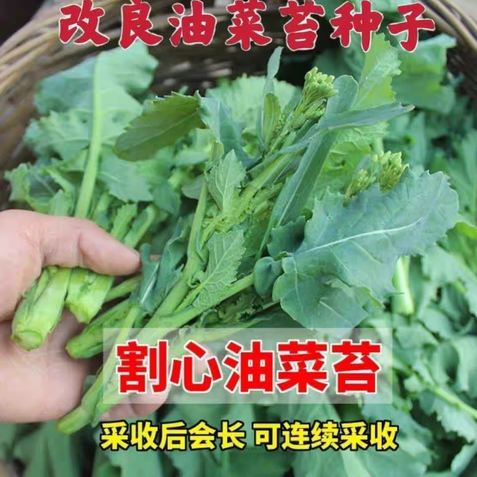 【油菜苔种子】耐热耐寒秋播蔬菜种子阳台盆栽小院种植速生油菜苔