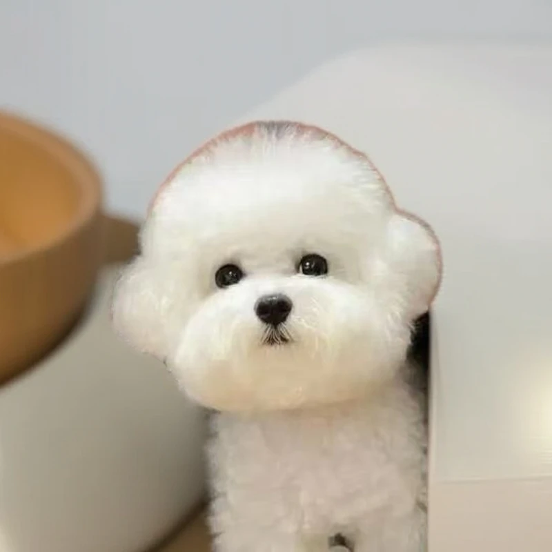 （岩姐宠物）岩姐家的韩系比熊犬狗狗宠物狗
