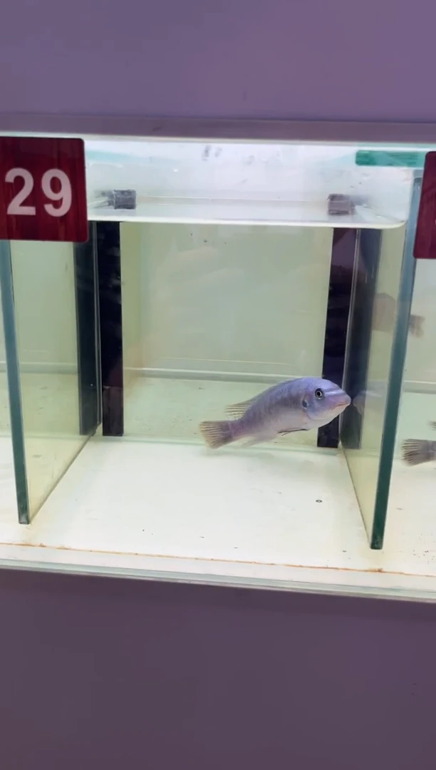 海水三湖慈鲷芦苇诺