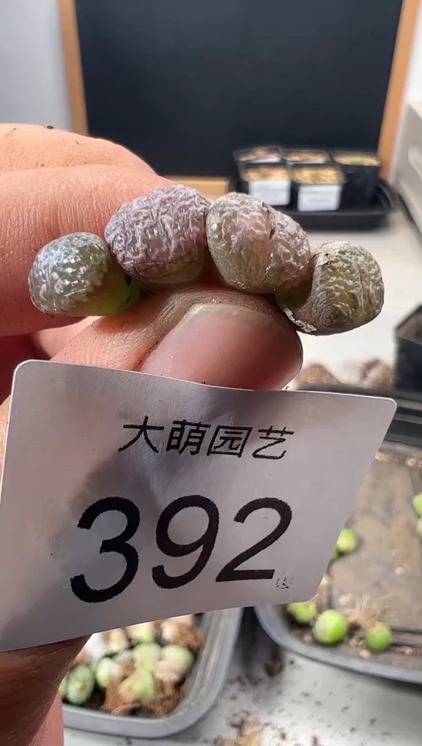 一物一拍            392