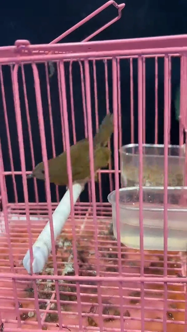 95号  白腹养笼  0元起拍