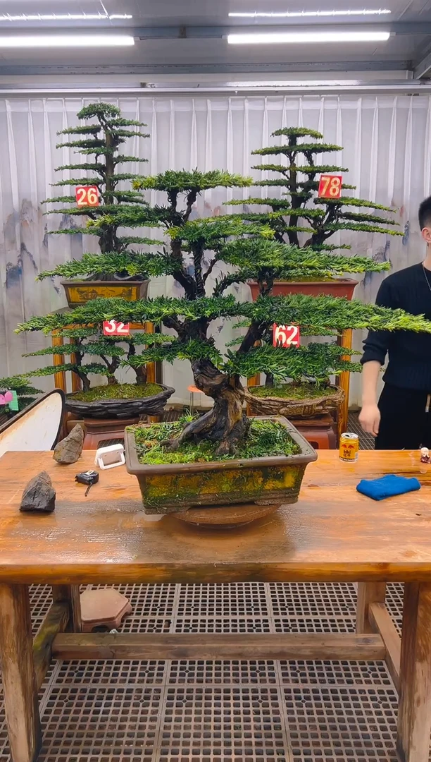 无花朵饒精品盆景直播间一物一拍