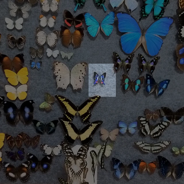 白条松蚬蝶A1不带框成品