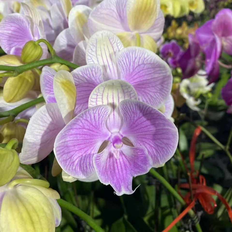 辣椒哥推荐欧品《爱丽丝》蝴蝶兰网红款办公室室内盆栽