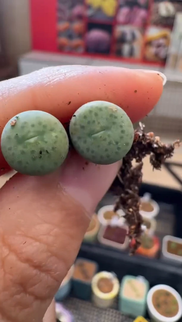 【闪购商品】6-41吕氏奶油嘴一颗