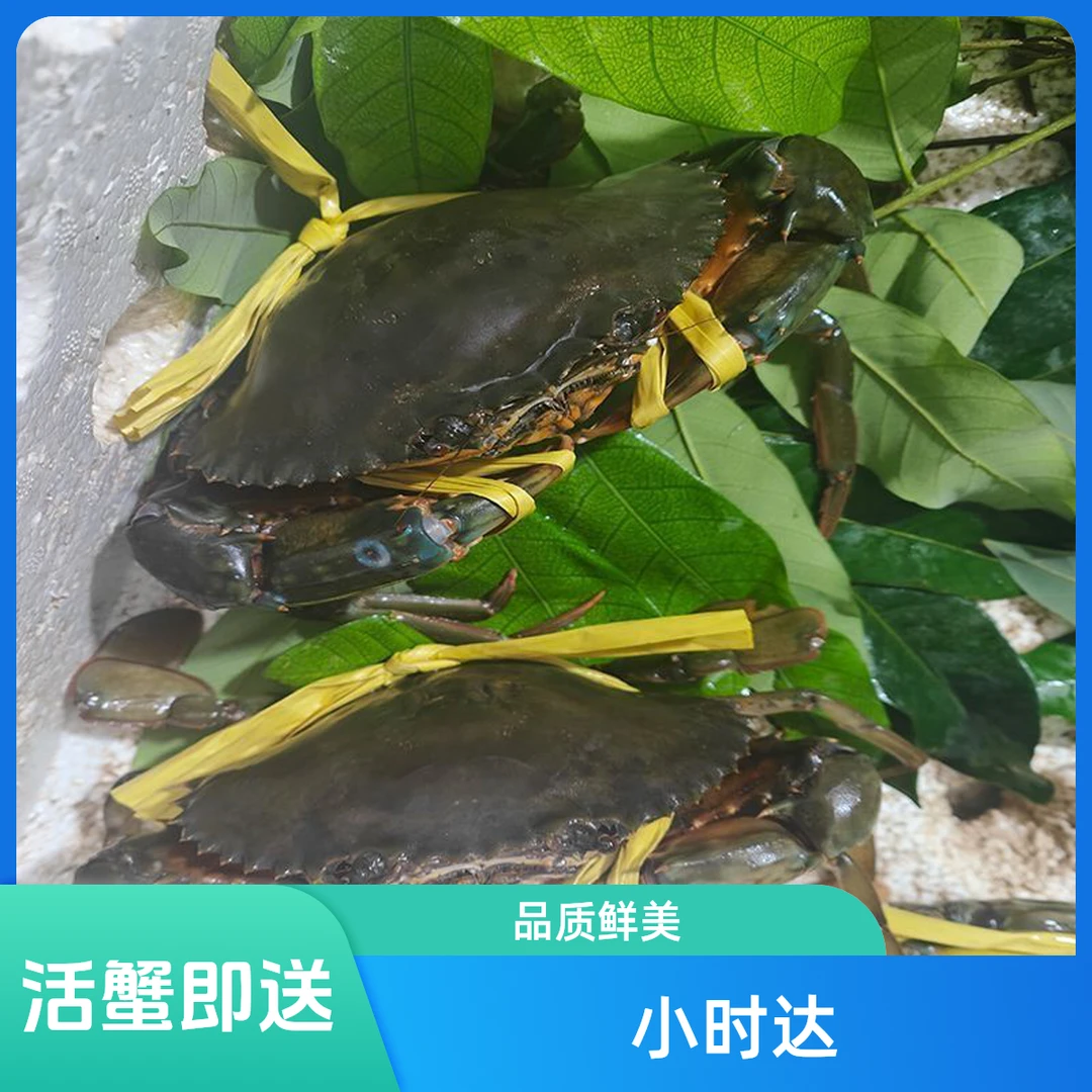 鲜活青蟹海鲜（150g-250g)+按只卖+抖音小时达同城送蟹同城配送