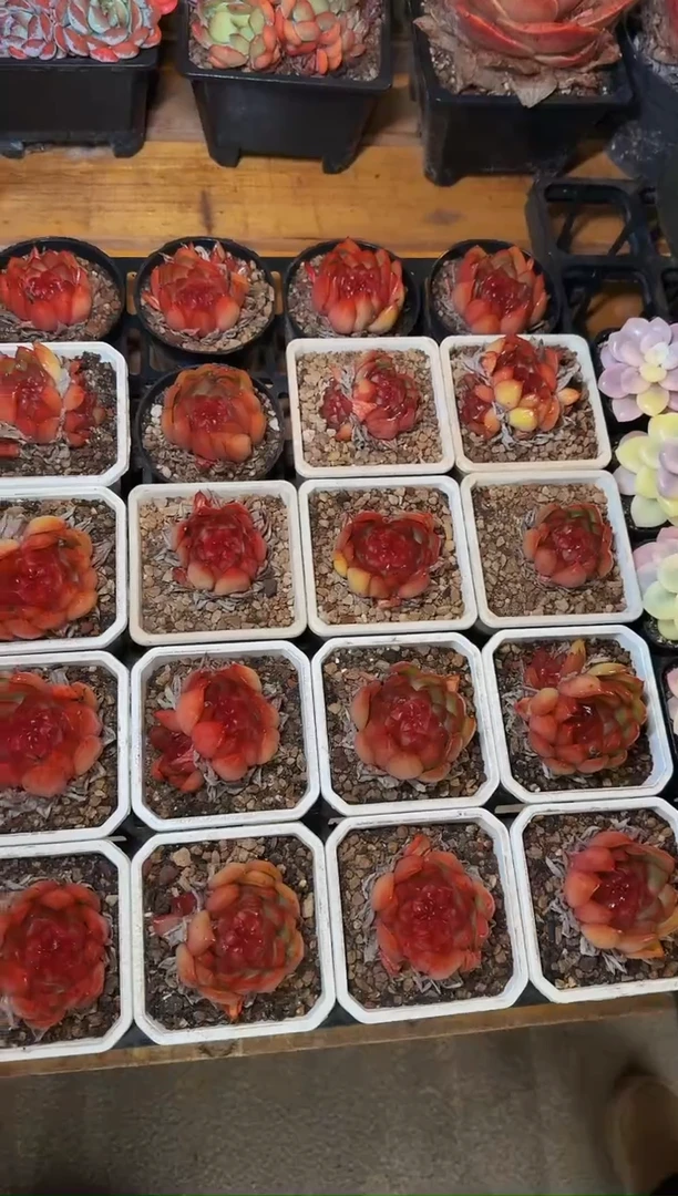 90#干巴全红大糖果珍妮（4-6cm）脱土