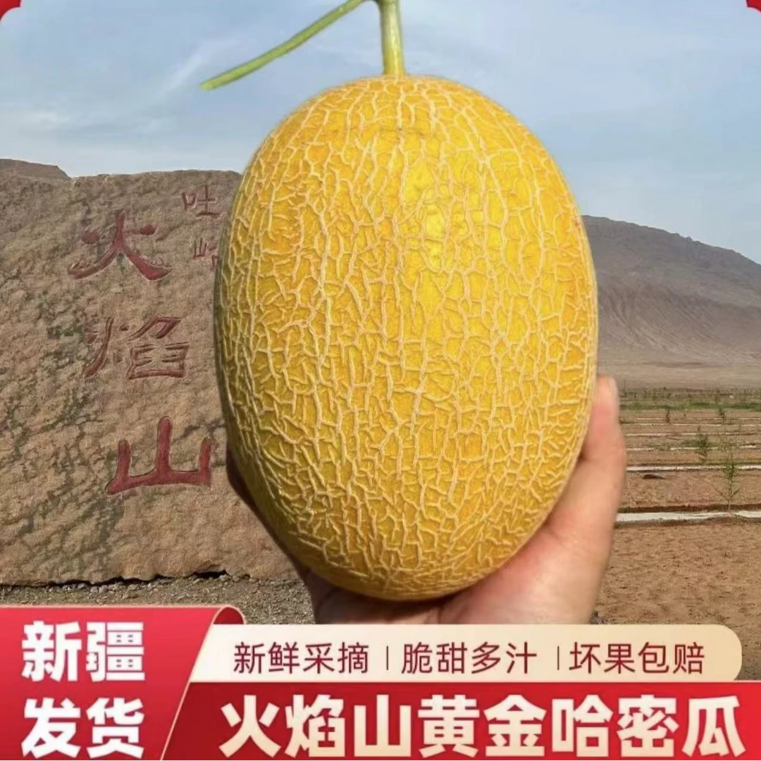 【新疆直发】新疆特产金色年华哈密瓜吐鲁番应季新鲜水果现摘现发