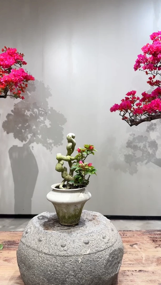 【闪购商品】盆景小桃红