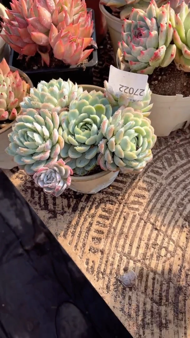 ^****^跃跃精品多肉27022