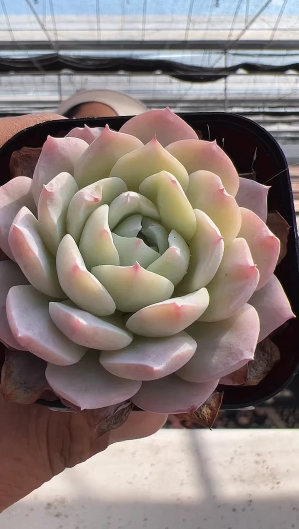 【闪购商品】新款多肉-144