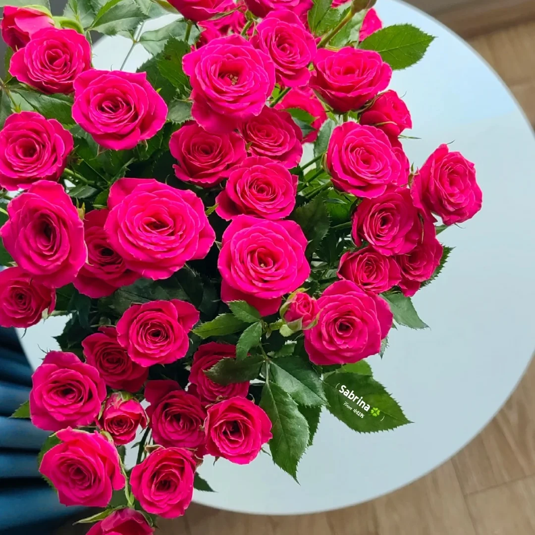 【弗洛伊德多头】一枝 矜持、宁静希望、信仰 日照同城一小时配送到家