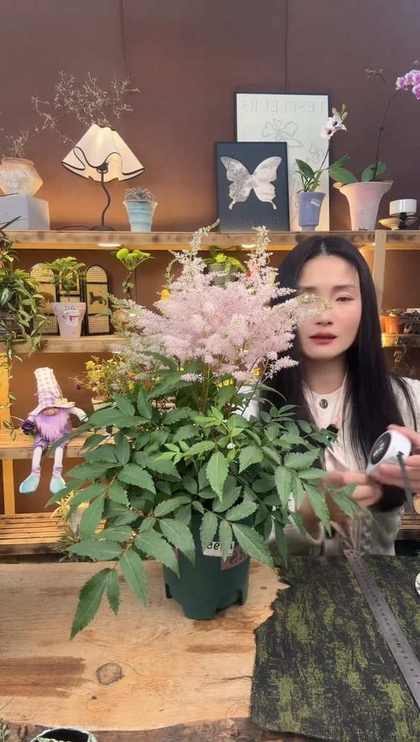 无花朵络新妇育苗盆095