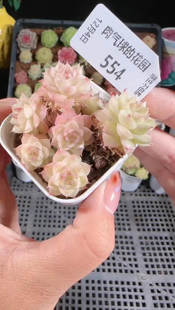 1204-554多肉群生不包整