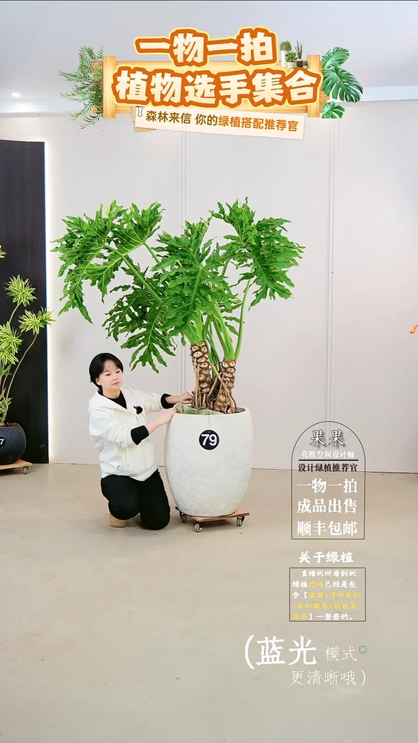 无花朵立*麻大老桩龙鳞春羽连盆种好栽好一整套送货上门