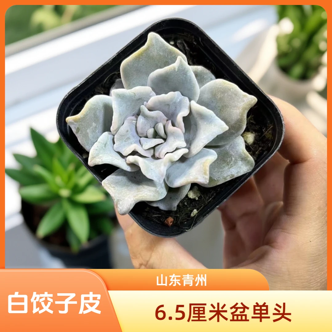 白饺子皮6.5厘米盆老桩多肉