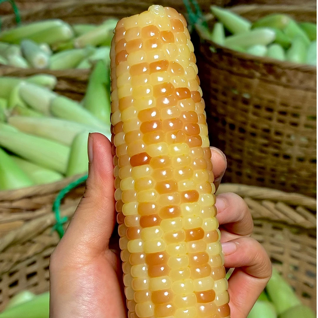 云南西双版纳小花糯玉米小精品玉米真空包装代餐早餐糯2/5/9斤