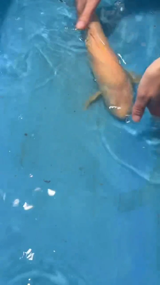 锦鲤太饱进口锦鲤36cm-45cm不包邮到付