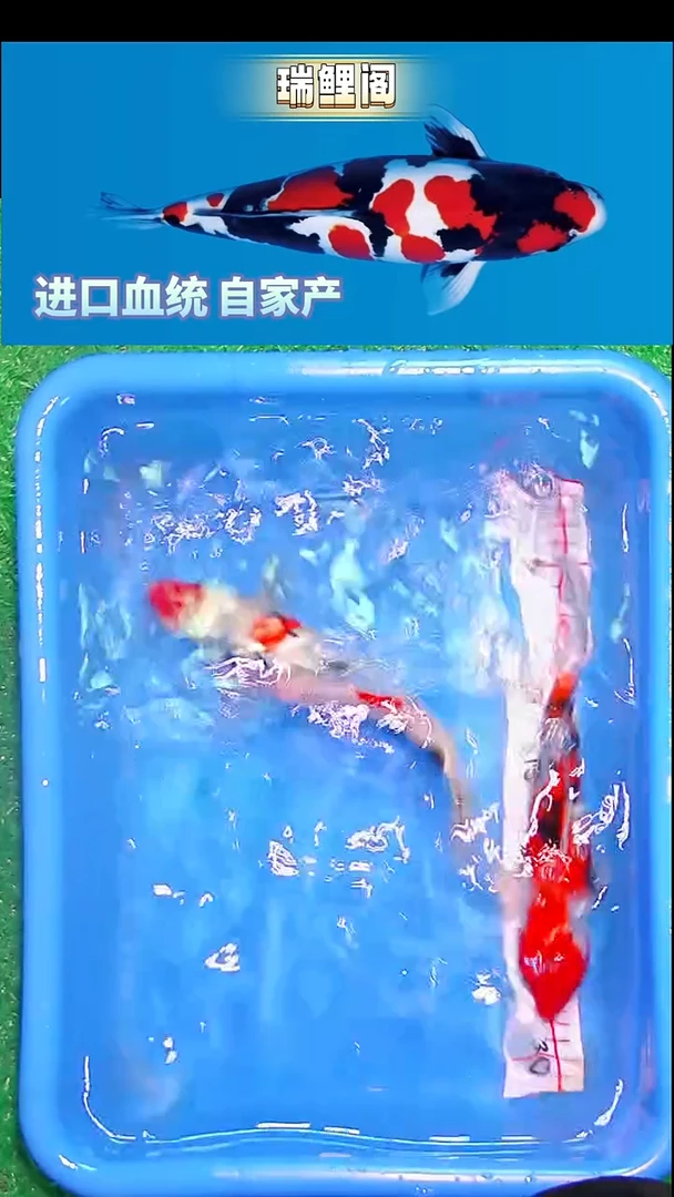 锦鲤瑞鲤阁精选--12