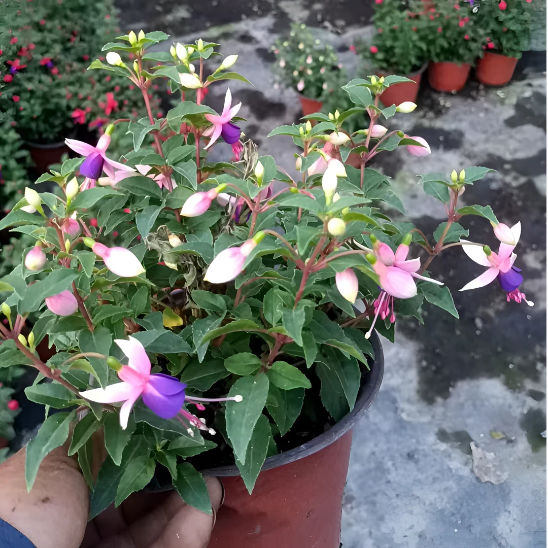 新疆包邮 灯笼花 四季好养 阳台室内 带花苞 基地直发