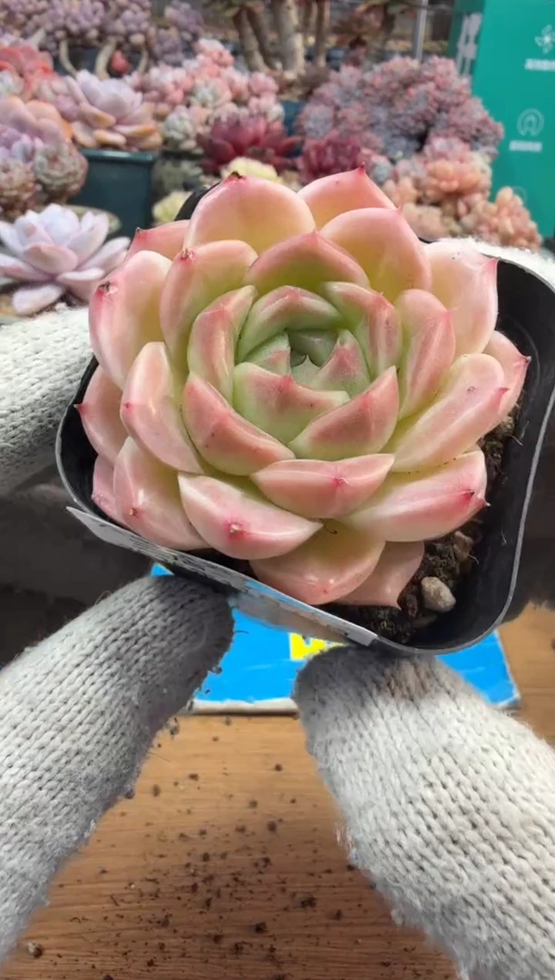 东云多肉园三店-221