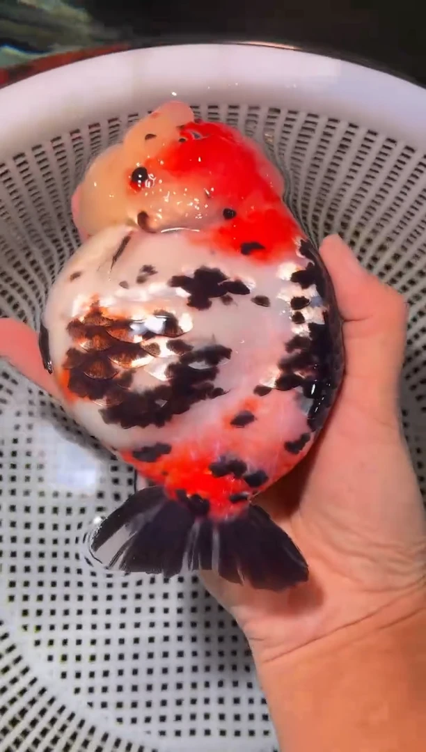 金鱼（运费到付，马印灯下展示）福州追鱼兰寿金鱼