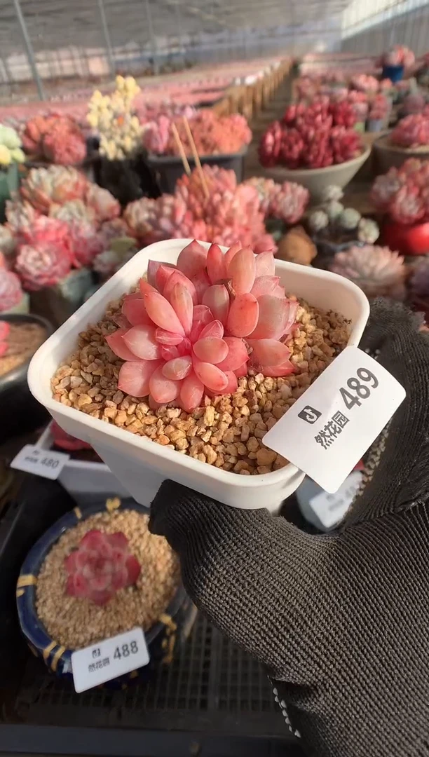 489糖心多肉植物一物一拍