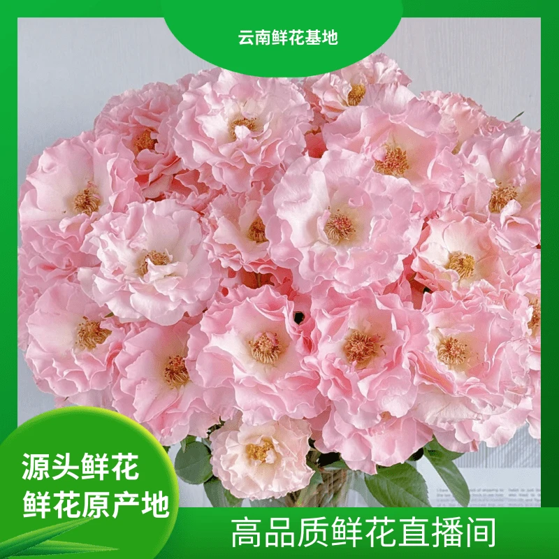 颜花【粉冰蓝+人鱼公主】云南鲜花 两单鲜花升级冷链或空运送货上门