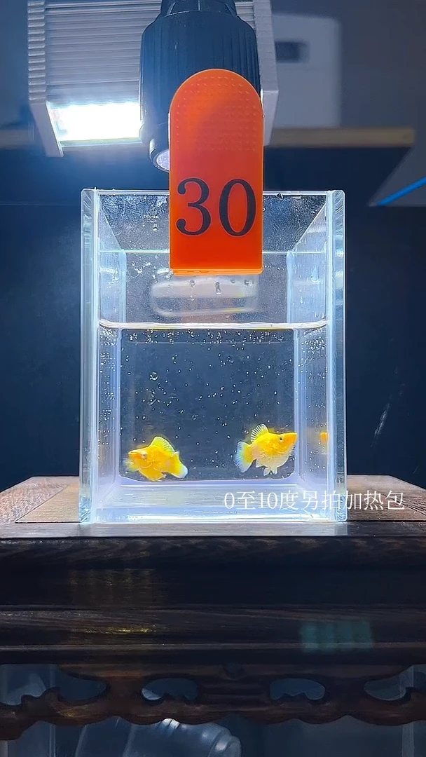 孔雀鱼黄金玛丽球编号30