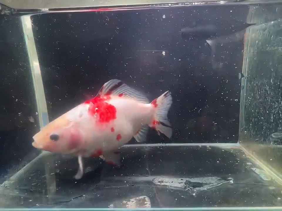 金鱼短尾草金专用链接98