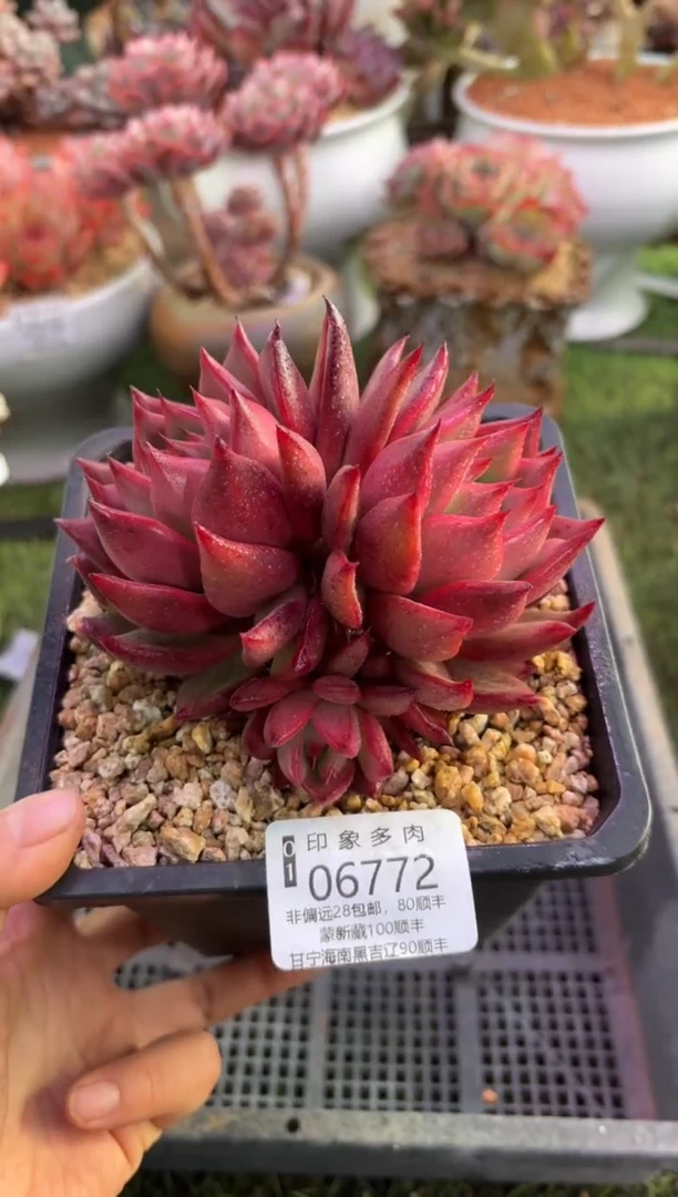 【闪购商品】06772