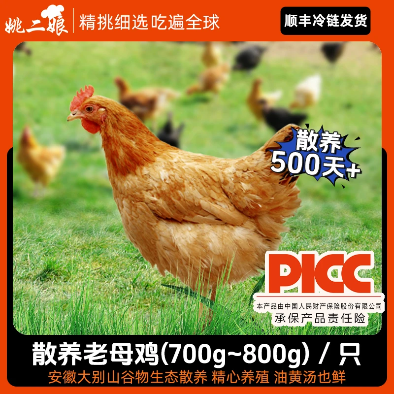 散养500天以上黄油老母鸡(700g-800g)大别山土鸡煲汤鲜美