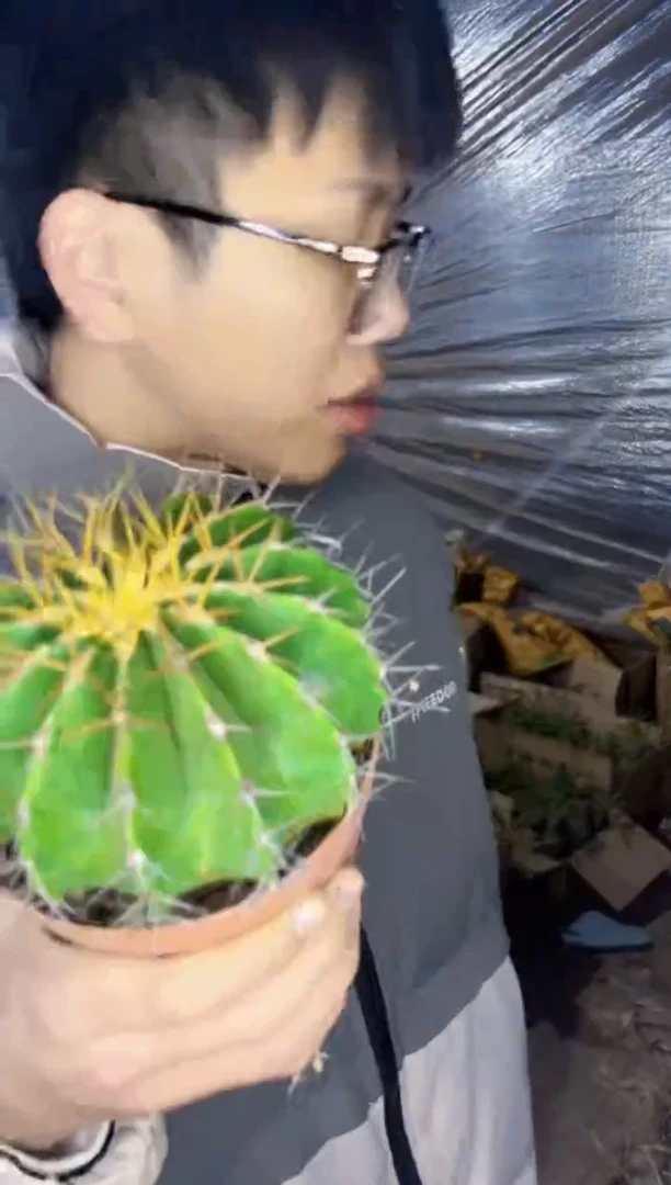 【闪购商品】实生根 黄彩玉 10-12cm