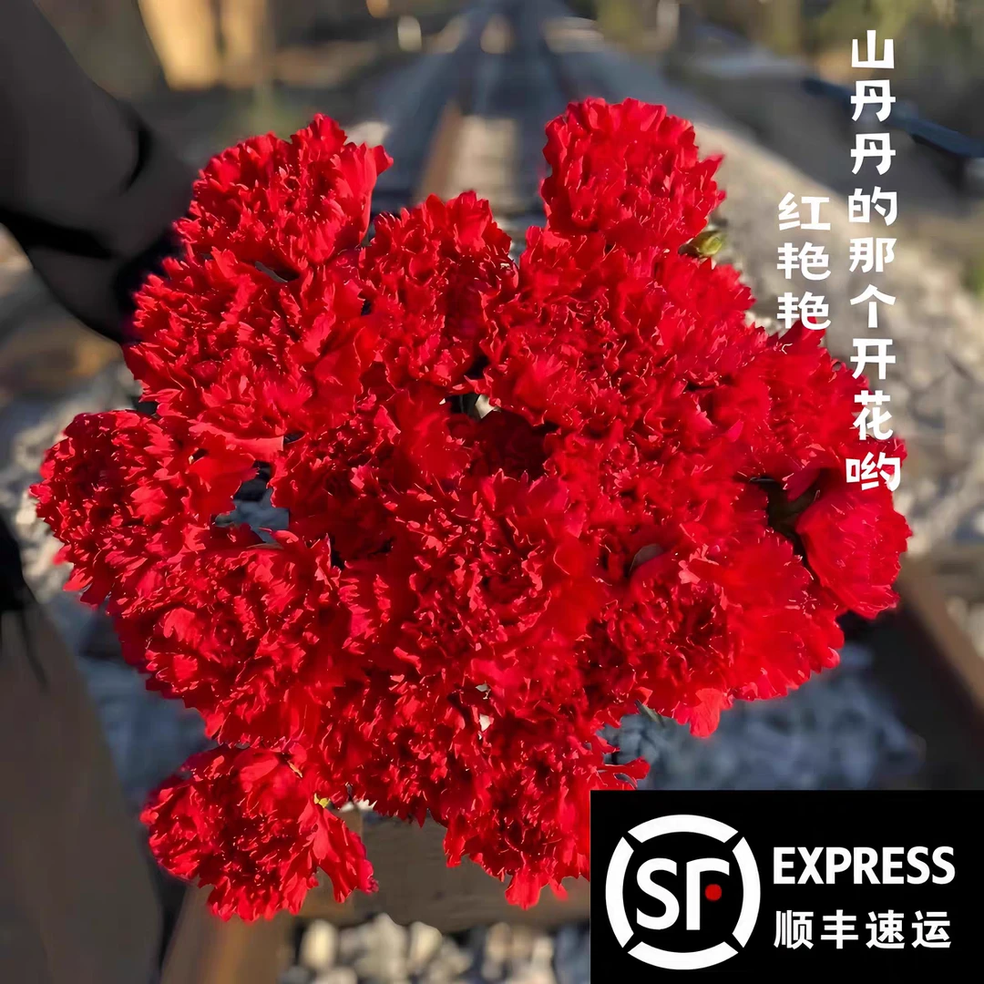 红色康乃馨10支生活鲜花（今天拍明天到全场任意两单包邮到家）