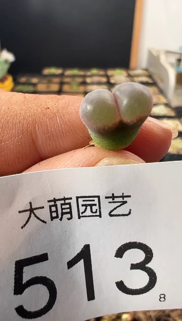 一物一拍         513