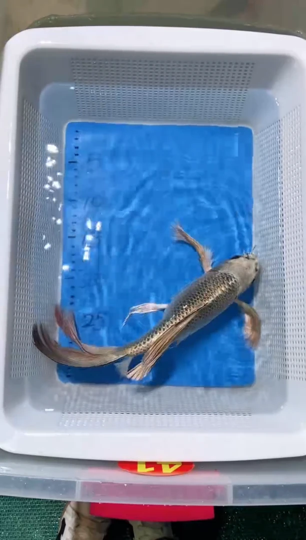 锦鲤锦鲤蝴蝶鲤鱼拍开箱视频包售后